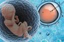 检查出巨细胞病毒igm阳性可以怀孕吗