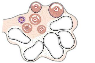 分析卵泡发育不良的5个因素 3步提升广州孕子岛试管婴儿成功率