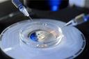冷冻胚胎会影响试管的成功率吗？